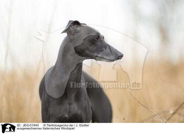 ausgewachsenes Italienisches Windspiel / adult Italian Greyhound / JEG-01840