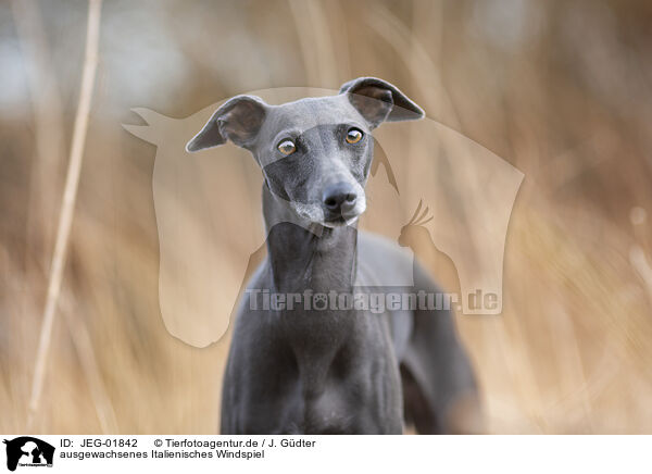 ausgewachsenes Italienisches Windspiel / adult Italian Greyhound / JEG-01842