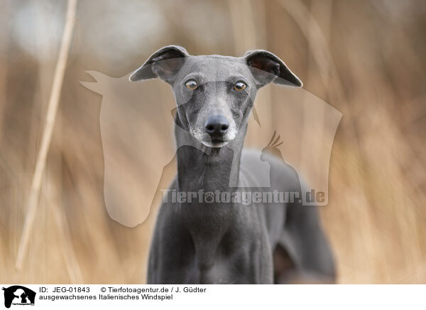 ausgewachsenes Italienisches Windspiel / adult Italian Greyhound / JEG-01843