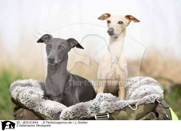 2 Italienische Windspiele / 2 Italian Greyhounds / JEG-01844