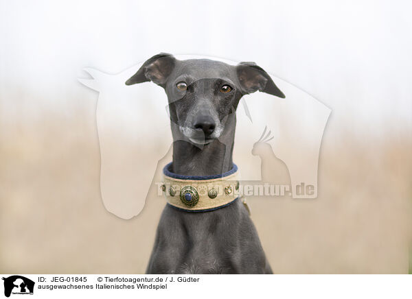 ausgewachsenes Italienisches Windspiel / adult Italian Greyhound / JEG-01845