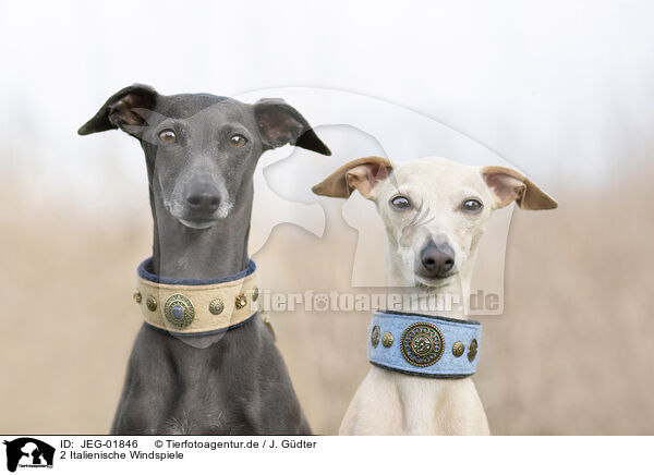 2 Italienische Windspiele / 2 Italian Greyhounds / JEG-01846