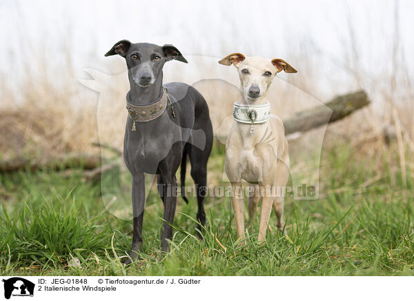 2 Italienische Windspiele / 2 Italian Greyhounds / JEG-01848