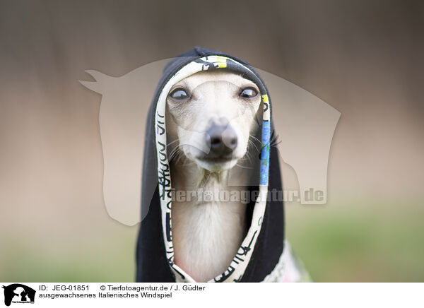 ausgewachsenes Italienisches Windspiel / adult Italian Greyhound / JEG-01851