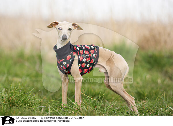 ausgewachsenes Italienisches Windspiel / adult Italian Greyhound / JEG-01852