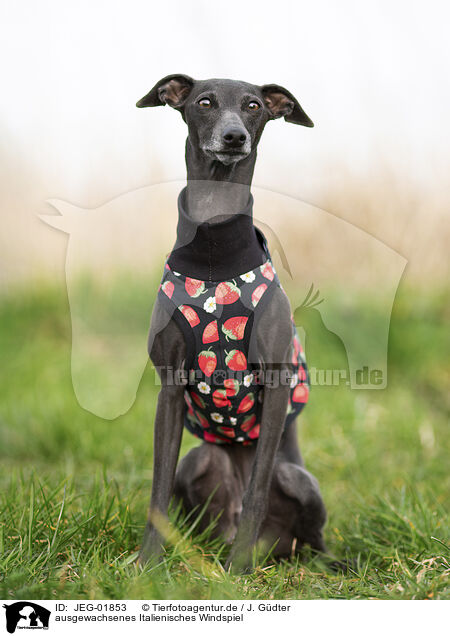 ausgewachsenes Italienisches Windspiel / adult Italian Greyhound / JEG-01853