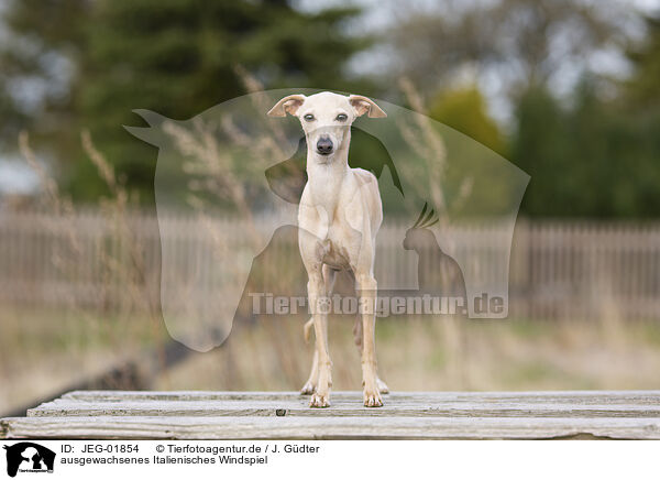 ausgewachsenes Italienisches Windspiel / adult Italian Greyhound / JEG-01854