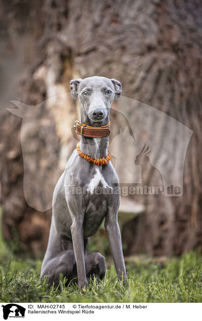 Italienisches Windspiel Rde / male Italian Greyhound / MAH-02745