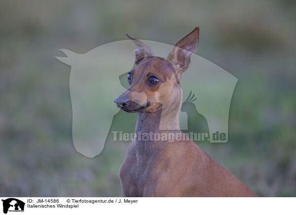 Italienisches Windspiel / Italian Greyhound / JM-14586