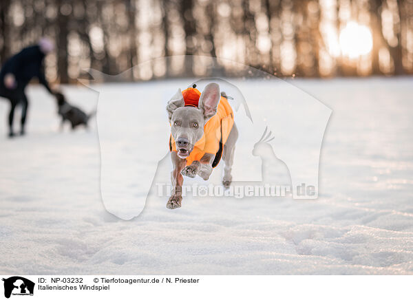 Italienisches Windspiel / Italian Greyhound / NP-03232