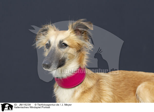 Italienisches Windspiel Portrait / Italian Greyhound Portrait / JM-16238