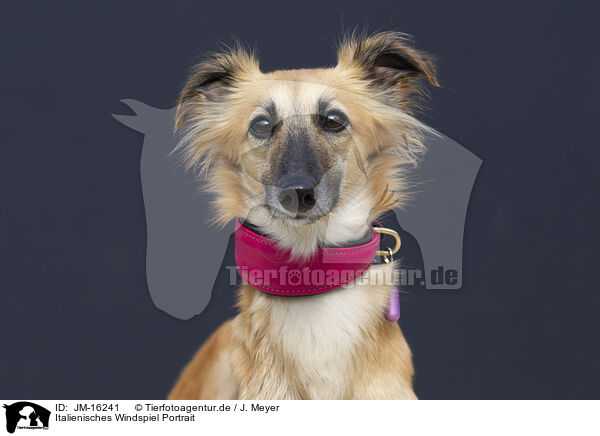Italienisches Windspiel Portrait / Italian Greyhound Portrait / JM-16241