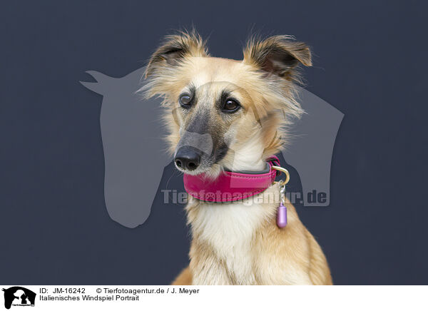 Italienisches Windspiel Portrait / Italian Greyhound Portrait / JM-16242