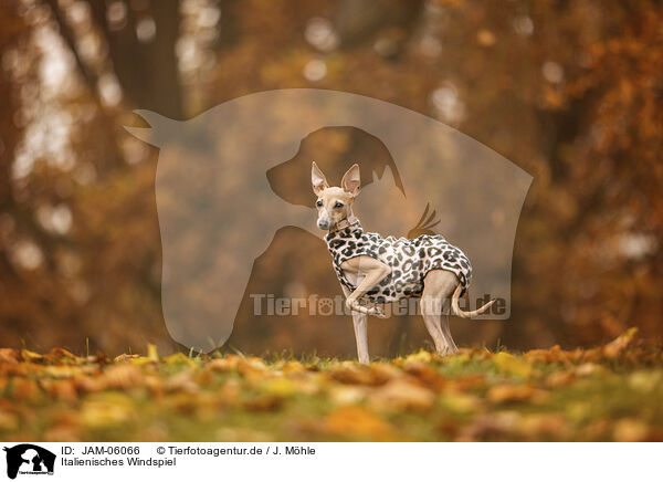 Italienisches Windspiel / Italian Greyhound / JAM-06066