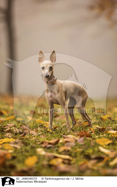 Italienisches Windspiel / Italian Greyhound / JAM-06070