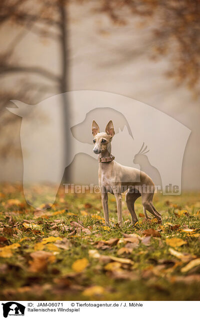 Italienisches Windspiel / Italian Greyhound / JAM-06071