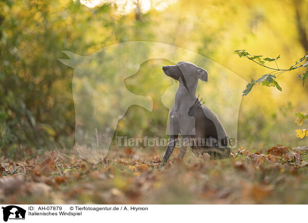 Italienisches Windspiel / Italian Greyhound / AH-07879