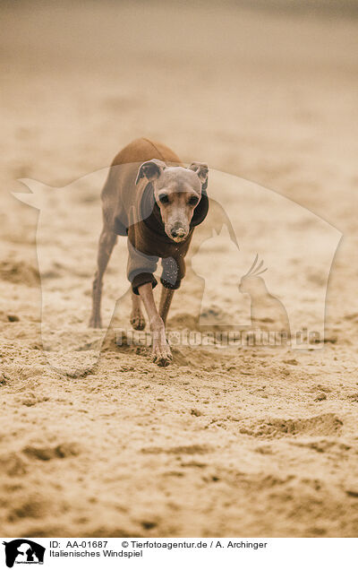 Italienisches Windspiel / Italian Greyhound / AA-01687