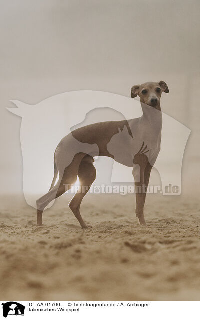 Italienisches Windspiel / Italian Greyhound / AA-01700