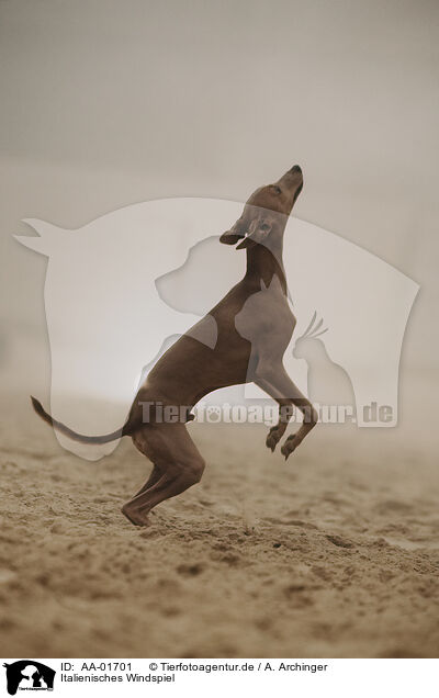 Italienisches Windspiel / Italian Greyhound / AA-01701
