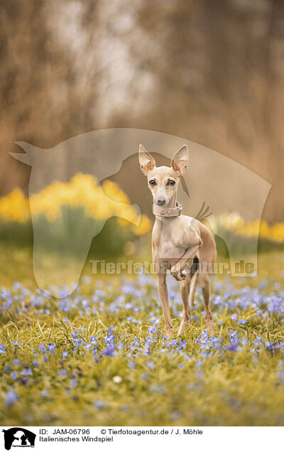 Italienisches Windspiel / Italian greyhound / JAM-06796