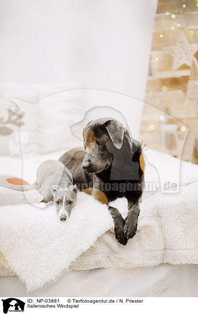 Italienisches Windspiel / Italian greyhound / NP-03881