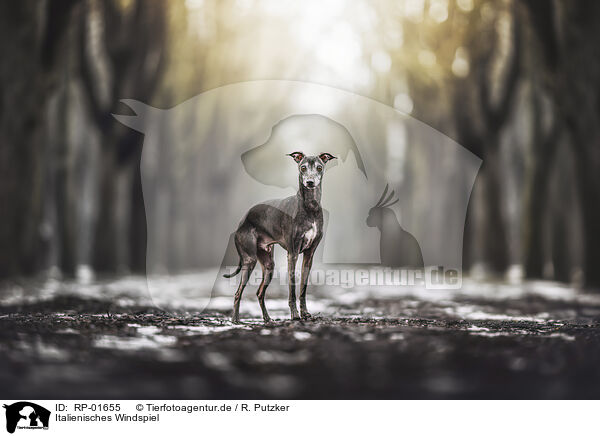 Italienisches Windspiel / Italian greyhound / RP-01655