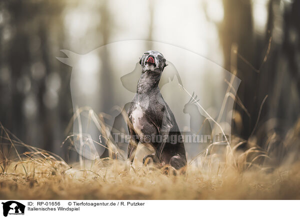 Italienisches Windspiel / Italian greyhound / RP-01656