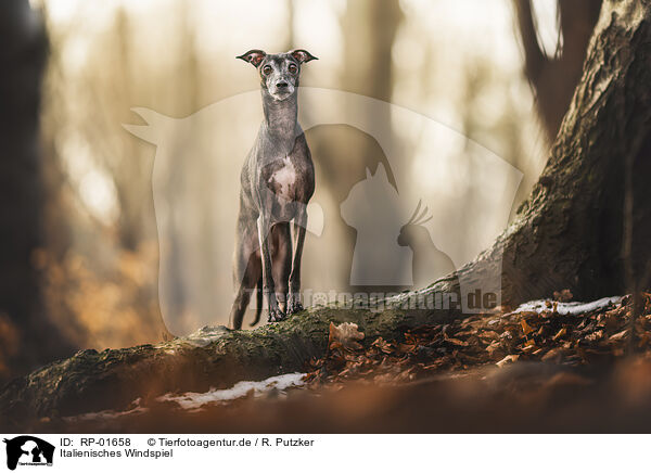 Italienisches Windspiel / Italian greyhound / RP-01658