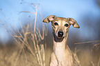 Italienisches Windspiel Portrait