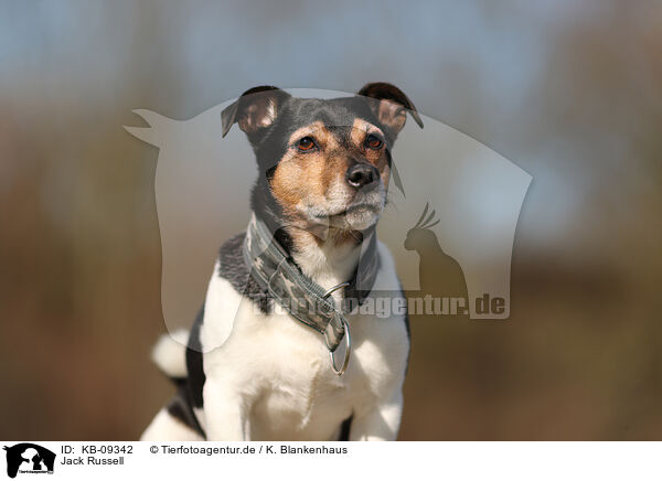 Jack Russell / Jack Russell / KB-09342