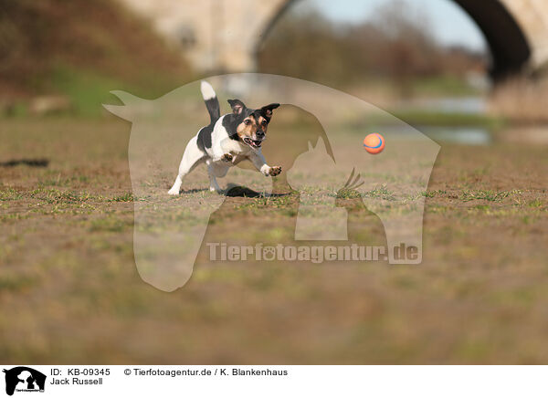 Jack Russell / KB-09345