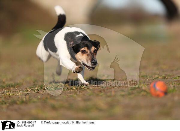 Jack Russell / KB-09347