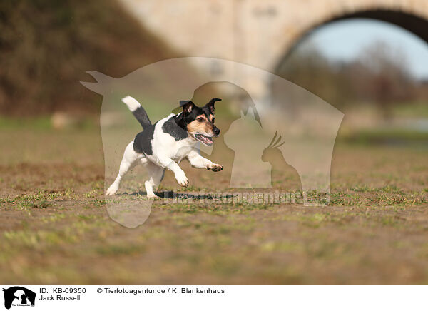 Jack Russell / Jack Russell / KB-09350