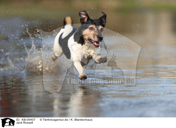 Jack Russell / Jack Russell / KB-09407