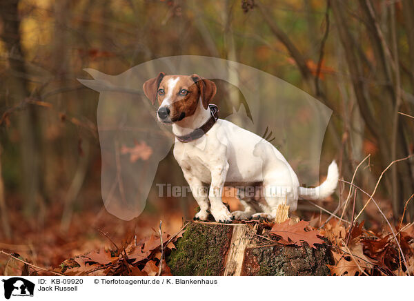 Jack Russell / Jack Russell / KB-09920