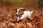 Jack Russell