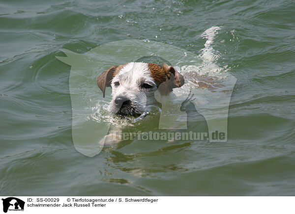 schwimmender Jack Russell Terrier / swimming Jack Russell Terrier / SS-00029