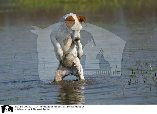 spielende Jack Russell Terrier / SS-00052