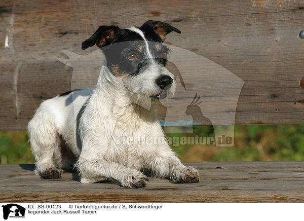 liegender Jack Russell Terrier / lying Jack Russell Terrier / SS-00123