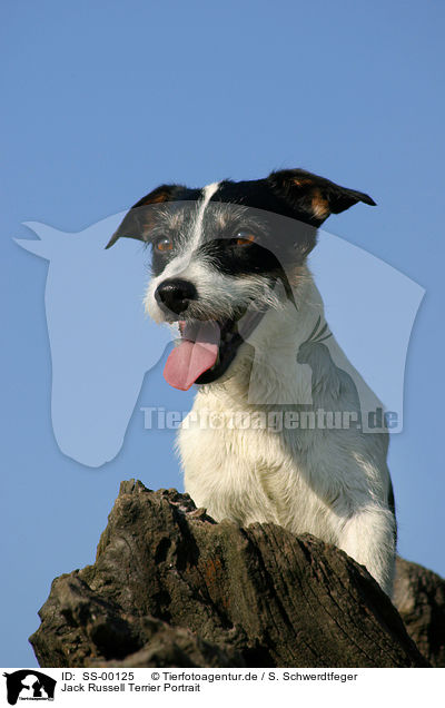 Jack Russell Terrier Portrait / Jack Russell Terrier Portrait / SS-00125