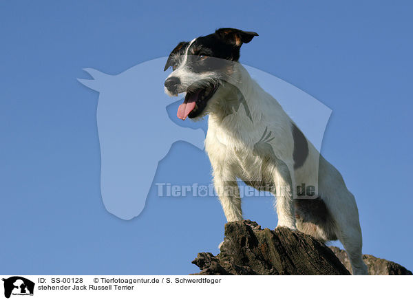 stehender Jack Russell Terrier / standing Jack Russell Terrier / SS-00128