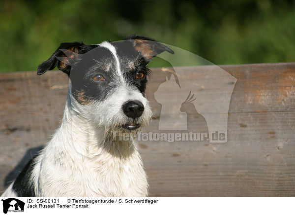 Jack Russell Terrier Portrait / Jack Russell Terrier Portrait / SS-00131