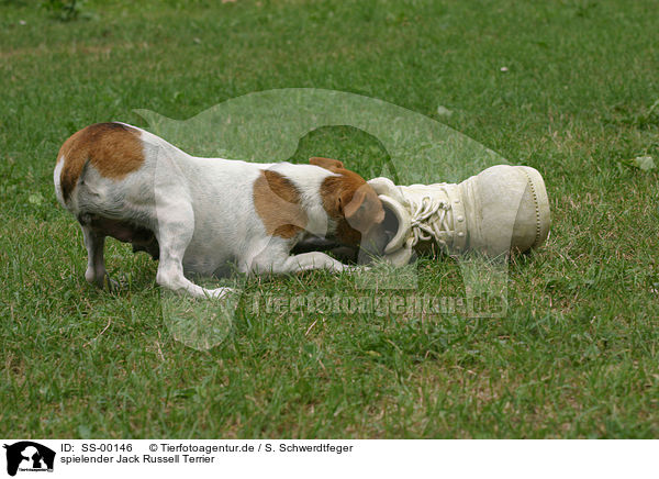 spielender Jack Russell Terrier / playing Jack Russell Terrier / SS-00146