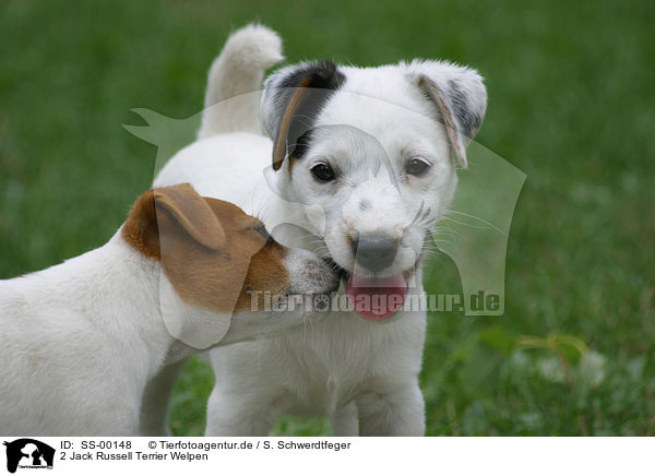 2 Jack Russell Terrier Welpen / 2 Jack Russell Terrier Puppies / SS-00148