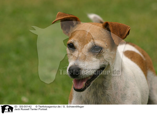 Jack Russell Terrier Portrait / Jack Russell Terrier Portrait / SS-00142