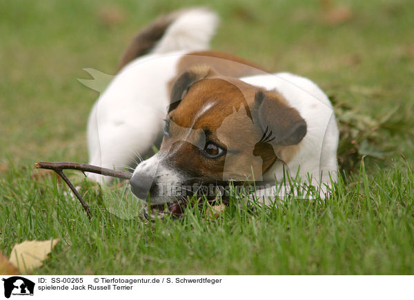 spielende Jack Russell Terrier / playing Jack Russell Terrier / SS-00265