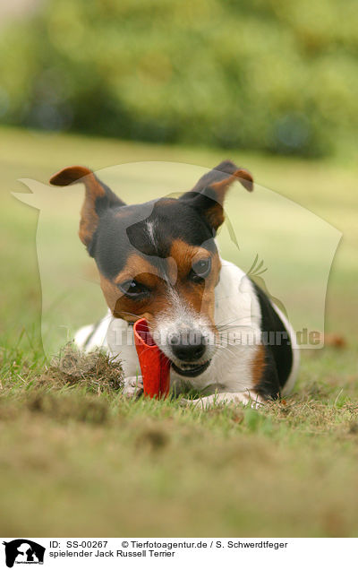 spielender Jack Russell Terrier / SS-00267