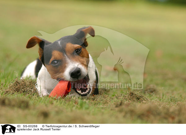 spielender Jack Russell Terrier / playing Jack Russell Terrier / SS-00268