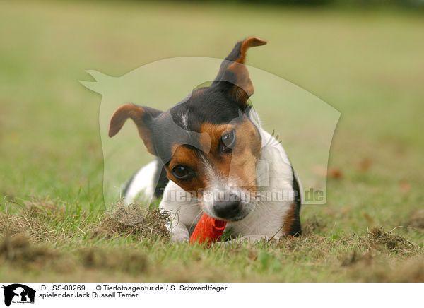 spielender Jack Russell Terrier / playing Jack Russell Terrier / SS-00269